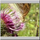 Argynnis paphia - Kaisermantel w08.jpg